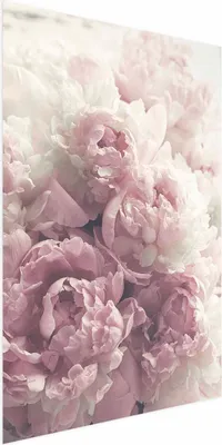 Produktbild von Posterpapier Poster - Delicate Peonies 40x60 cm Blumen b-B-0467-ao-a