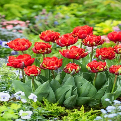 Zdjęcie produktu dla Tulipan Pełny Bombastic Red 5 szt. Tulipany Cebulki Tulipanów Cebule