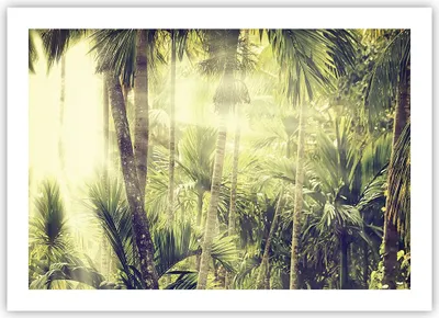 Produktbild von Poster - Poster ohne Rahmen - Morgendämmerung Dschungel Palmen - 70x50 cm - Wand Bild - Wanddeko - Wandbilder - Kunstposter - Wandposter - Bilder - Kunstdruck - Wanddekoration - P2XAA70x50-4450