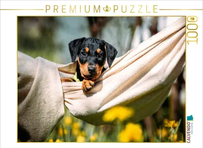 Produktbild von CALVENDO Puzzle Deutscher Pinscher Welpe | 1000 Teile Lege-Größe 64x48cm Foto-Puzzle für glückliche Stunden