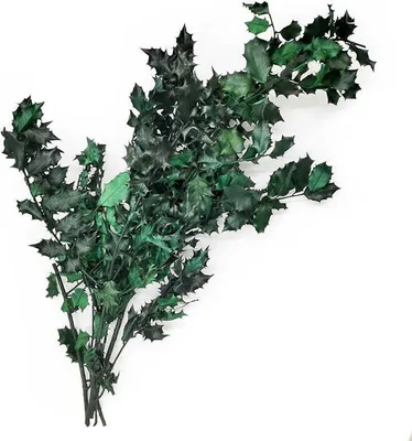 Produktbild von Stechpalme Stabilisiertes - (Ilex) - Grüne