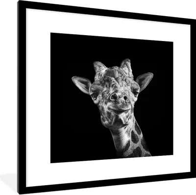 Produktbild von MuchoWow® Gerahmtes Poster Giraffe - Tier - Schwarz - Weiß 40x40 cm - Poster mit Schwarzem Bilderrahmen Wandposter Rahmen Foto Bilder - Poster - Plakat im Rahmen