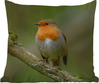 Produktbild von MuchoWow® Outdoor Kissen - Vogel - Rotkehlchen - Zweig - Pflanzen - 45x45 cm - Wetterfest - Lounge Kissen - Fotokissen - Dekoratives Kissen