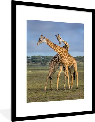 Produktbild von MuchoWow® Gerahmtes Poster Zwei Giraffen vor einem Hintergrund von Wolken 60x80 cm - Poster mit Schwarzem Bilderrahmen Wandposter Rahmen Foto Bilder - Wohnzimmer - Dekorationen - Prämie
