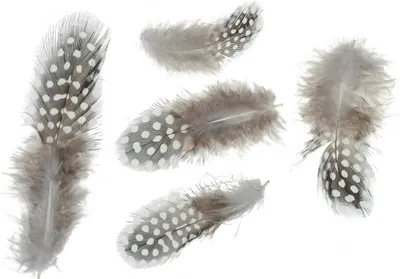 Produktbild von Perlhuhnfedern Hellbraun 10g für Dekoration & Basteln