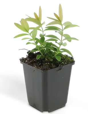 Obrázok produktu pre Trezalka - Hypericum calycinum - 9 cm kvetiná? - sada 60 rastlín
