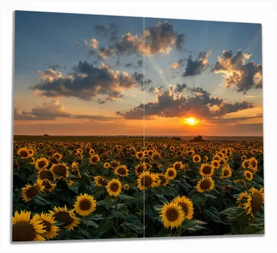 Produktbild von Wallario Herdabdeckplatte aus Glas, Größe 60 x 52 cm 2-teilig, Motiv Sonnenblumenwiese vor Wolken mit Sonnenuntergang