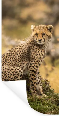 Produktbild von MuchoWow® Wandtattoo Wandsticker Wandaufkleber Leopard - Wald - Tier 80x160 cm Selbstklebend und Repositionierbar - Sticker - Dekorfolie