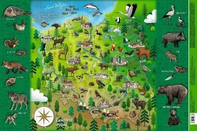Immagine prodotto di Mappa degli animali della Polonia (Mappuzzle JUNIOR)