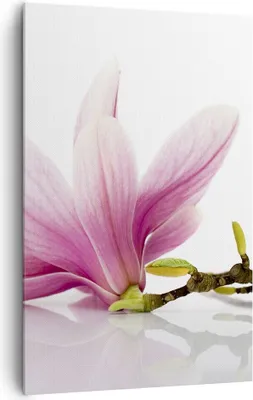 Produktbild von Bild auf Leinwand - Leinwandbild - Einteilig - Magnolie blume natur pflanze - 80x120cm - Wand Bild - Wanddeko - Wandbilder - Leinwanddruck - Wanddekoration - Leinwand bilder - Wandbild - PA80x120-2641