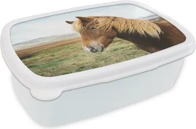 Produktbild von KitchenYeah® Lunchbox Brotzeit Brotdose 17x11 cm Pferd - Natur - Island Kinder Brotzeitdose - Lunch Box - Kinder - Sandwich-Box - Schulbox - Lunch Boxen
