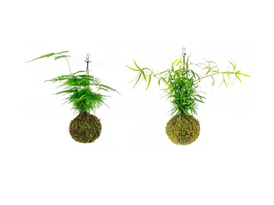 Obrázok produktu pre Gardners Set Kokedam Špargľa (L)