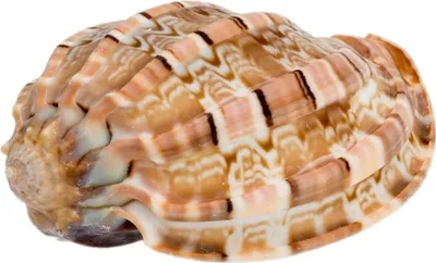 Produktbild von Harpa articularis, Größe ca. 5cm | Harfenschnecke