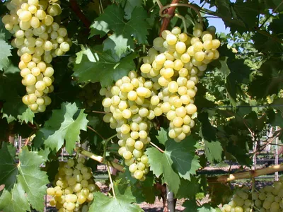 Produktbild von Vitis vinifera 'Phönix', Weinrebe, 80–100 cm