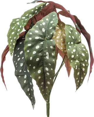 Produktbild von artplants.de Kunstpflanze Forellenbegonie ELISEIA auf Steckstab, grün-weiß, 30cm - Textil Begonia