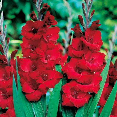 Immagine prodotto di Gladiolo rosso Red 50 pezzi Gladioli bulbi di gladiolo