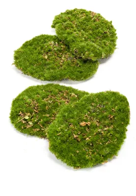 Produktbild von künstliches Moos, Dekomoos, Moos Platten 4 Stück im Beutel 11x14cm grün Emerald