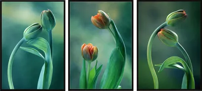 Image de Tableau peint 53x73cm triptyque ensemble de 3 tableaux tulipes fleurs herbe P2002