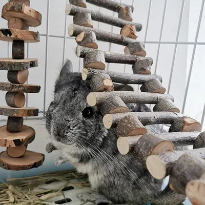 Klimleiter für kleine Tiere - Ideal für Vögel, Papageien und Käfigzubehör (60CM)