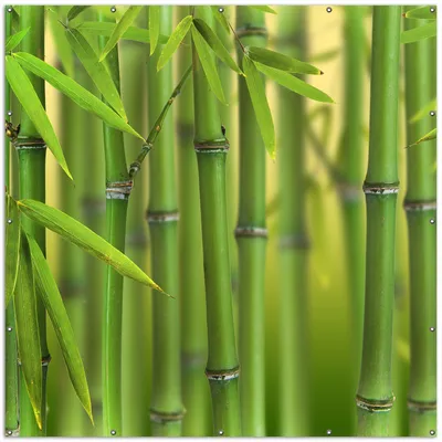 Produktbild von Wallario XXL Outdoor-Poster für Garten oder Balkon, Motiv Grüner Bambuswald, in ca. 200 x 200 cm
