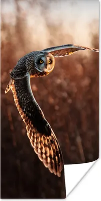 Produktbild von MuchoWow® Poster Vogel - Eule - Sonnenuntergang - Natur 60x120 cm - Wandschmuck