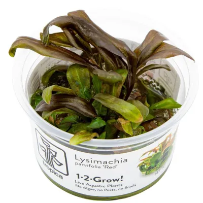 Produktbild von Aquarium Wasserpflanze Lysimachia parvifolia ‘Red’ Tropica Nr.147 TC in Vitro