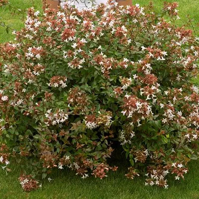 Obrázok produktu pre Abelia – Abelia grandiflora  | 40–60 cm v kvetináči