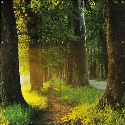 Produktbild von Wallario Outdoor-Poster für Garten oder Balkon, Motiv Allee bei Sonnenuntergang, in ca. 180 x 180 cm