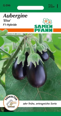 Artikelbild 1 von 'Aubergine Elisa' aus der Kategorie Auberginensamen