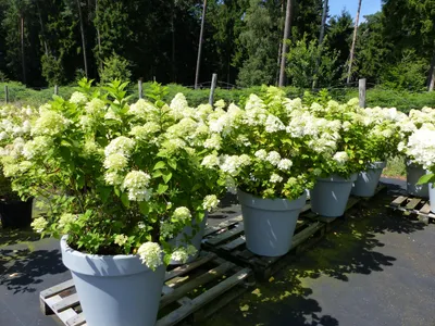 Produktbild von Hortensie Rispenhortensie 'Limelight' im E&K Pflanzkübel 120-140 cm Hydrangea Paniculata winterhart