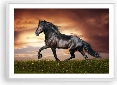 Produktbild von Gerahmtes Poster - Weißer Rahmen - Pferd Tier Wiese - 70x50 cm - Wand Bild - Wanddeko - Wandbilder - Kunstposter - Wandposter - Bilderrahmen - Bilder - Kunstdruck - Wandbild - P2WAA70x50-2608