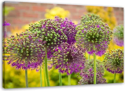 Produktbild von Leinwandbild zierlauch 120x80 cm Feeby lila wandbild bereit zum aufhängen