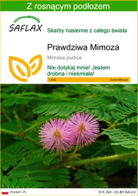 Zdjęcie produktu dla SAFLAX - Prawdziwa Mimoza - 70 Nasiona - Z podłożem uprawowym wolnym od zarazków - Mimosa pudica