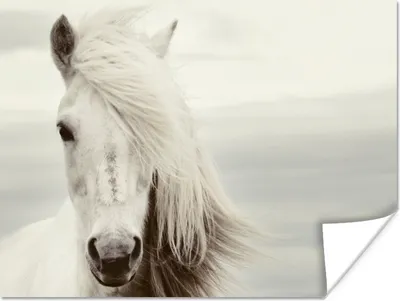Produktbild von MuchoWow® Poster Pferd - Strand - Mähne 120x90 cm - Wandbild