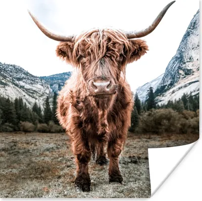 Produktbild von MuchoWow® Poster Schottischer Highlander - Berg - Tiere 75x75 cm - Wand Dekoration