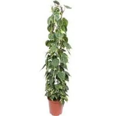 Productafbeelding van Famanu Philodendron Scandens Brasil - 160 cm - diameter 27 cm