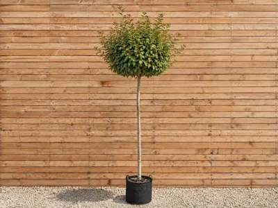 Produktbild von Kugel-Ölweide Compacta, Stammhöhe 200 cm, Stammumfang 8-10 cm - Elaeagnus ebbingei Kugelbaum, immergrün