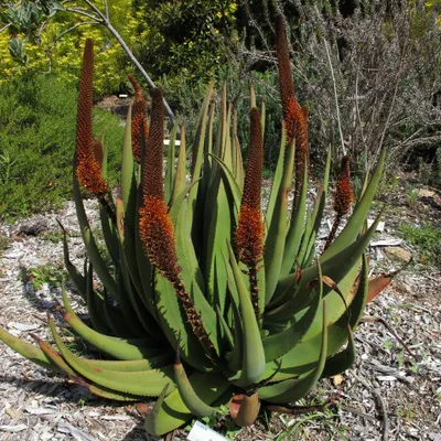 Obrázek produktu pro Aloe kastanová (Aloe castanea) – 10 semen