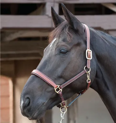 Produktbild von Horse Guard Lederhalfter - braun - Warmblut