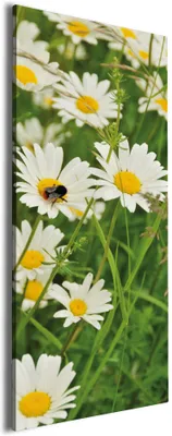 Produktbild von Wallario Premium Leinwandbild Margeritenwiese in Größe 50 x 125 cm
