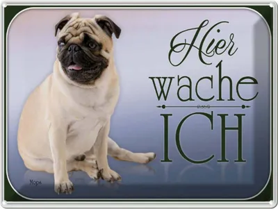 Produktbild von vianmo Blechschild 30x40 cm Hund Mops hier wache ich