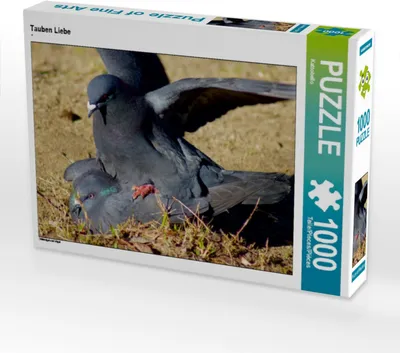 Produktbild von Calvendo Tauben Liebe 1000 Teile Puzzle quer 640x480mm, CALVENDO; 7313991
