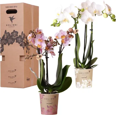 Productafbeelding van orchideeën verrassingsbox 2 orchideeën 9cm planten-Vorteilsbox frische decoratie