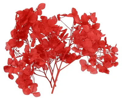 Getrocknete Hortensienblüte, 10 g, rot, für DIY-Deko