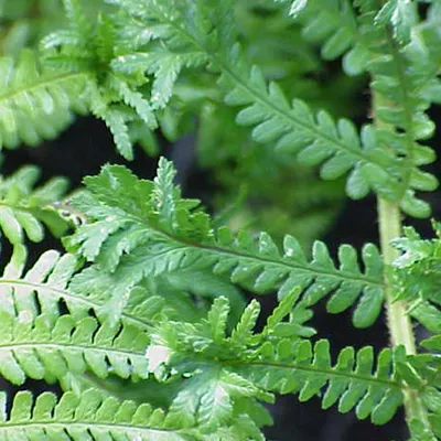 Produktbild von 6 x Goldschuppenfarn  - Dryopteris affinis 'Cristata'  | Topf 9cm x 9cm