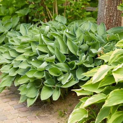 Produktbild von Bloomique - 6er-Set - Hosta Sieboldiana Elegans - Funkie - Gartenpflanzen - Winterhart - Tierfreundlich - Höhe 10-20 cm - Topf 9x9 cm
