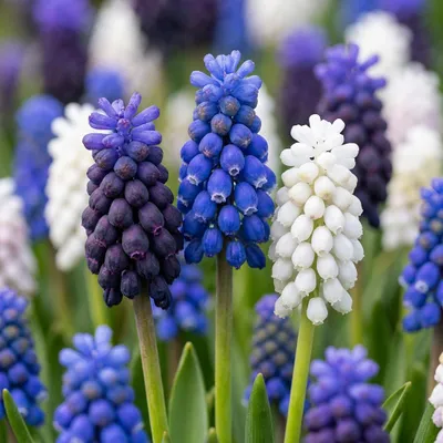 Image de 50x Muscari Magic mix - Druifhyacint - Diversen - Verwilderingsbol - Bolmaat 7/8