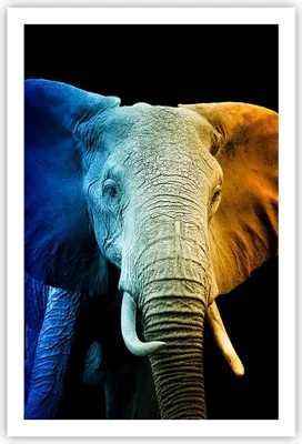 Produktbild von Poster - Poster ohne Rahmen - Bunt Elefant Fotografie - 61x91,5 cm - Wand Bild - Wanddeko - Wandbilder - Kunstposter - Wandposter - Bilder - Kunstdruck - Wanddekoration - Wandbild - P2XPA61x91-4768