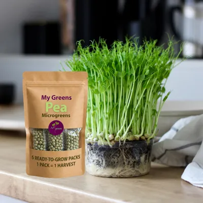 Obrázek produktu pro MyGreens Semena pro pěstování mikrozeleniny – hrách, 5 přesných porcí pro výsev
