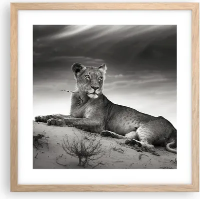 Produktbild von Gerahmtes Poster - Rahmen in heller Eiche - Tierwelt weiblich katze Tier - 40x40 cm - Wand Bild - Wanddeko - Wandbilder - Wandposter - Bilderrahmen - Bilder - Kunstdruck - Wandbild - P2NAC40x40-3165